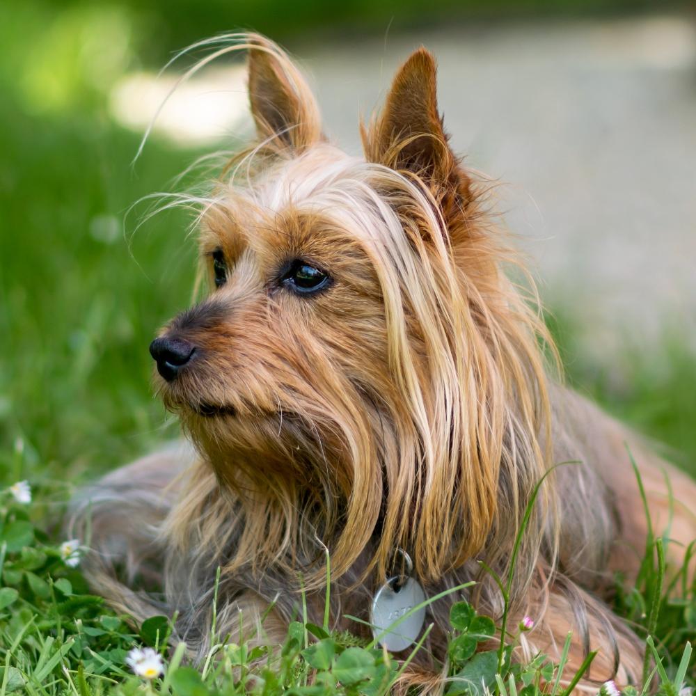 Silky Terrier dog