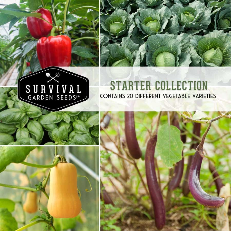 Starter Seed Collection - 20 Beginner Friendly Vegetables