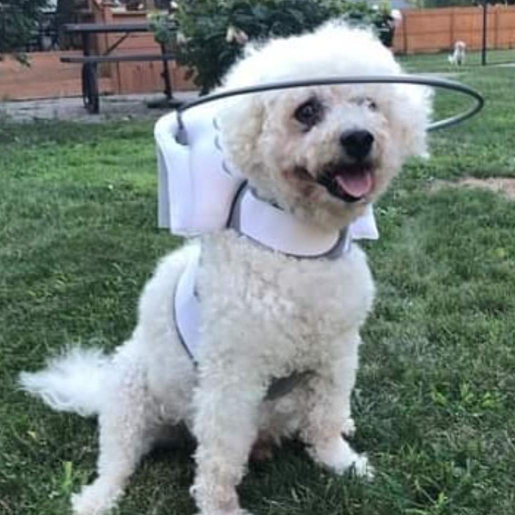 White blind dog with a halo