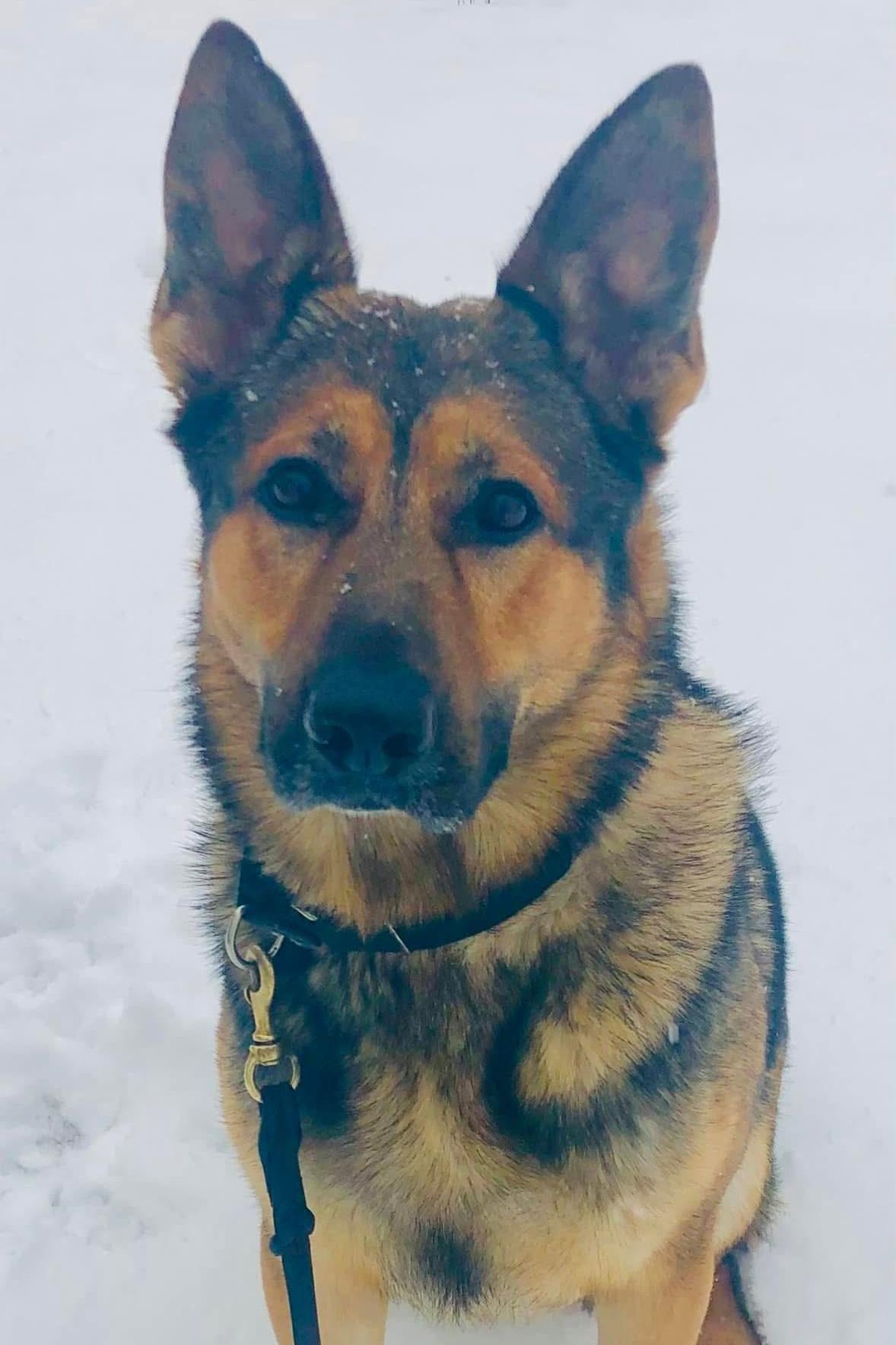 k9 tambo