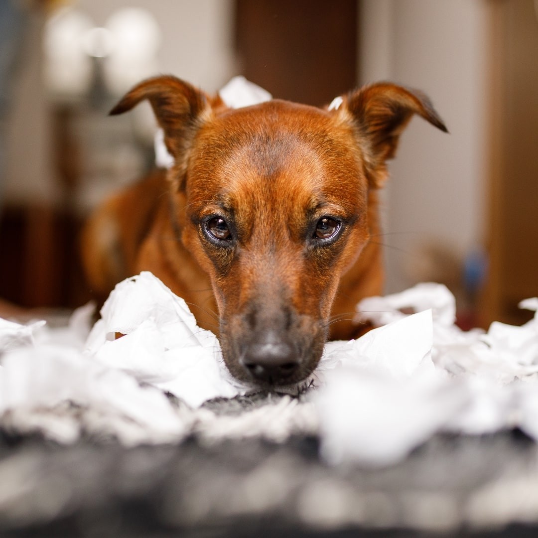 Close up of brown dog with torn pieces of tissue paper
