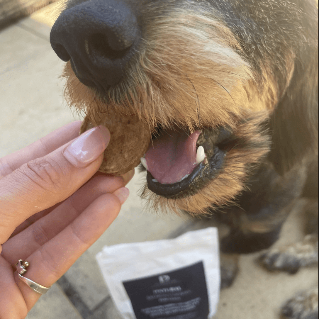 Dog eating natural salmon cookies - Pawdaw of London