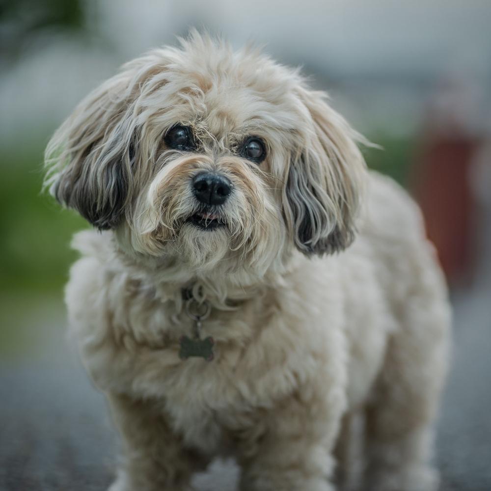 A close-up of a fluffy dog standing on a gravel path with a blurred background