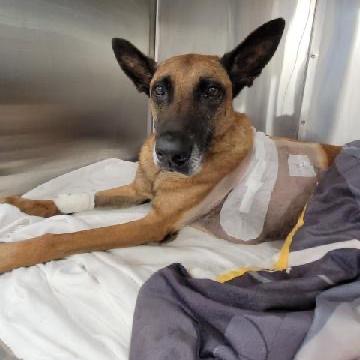 k9 tambo