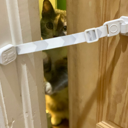 The Door Buddy - Blog - Indoor Cat Door Alternative