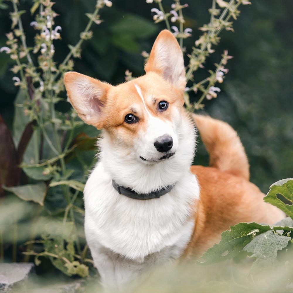 Corgi dog outdoor