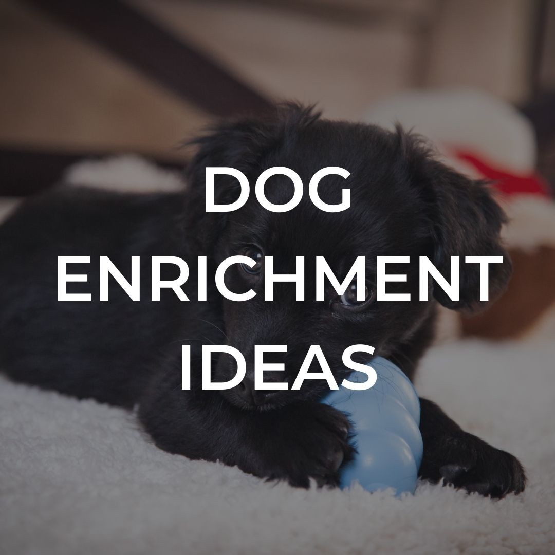 Dog Enrichment Ideas