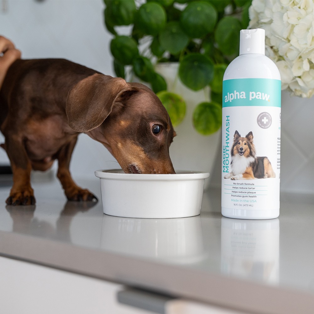Mouthwash for Dogs