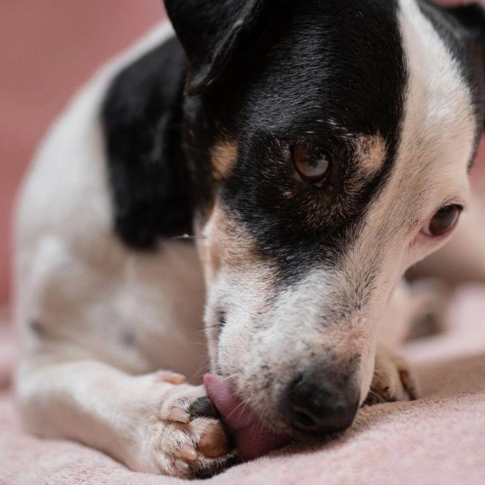 Jack Russell terrier licking paws