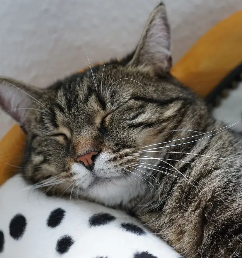 A cat peacefully sleeping on a bed, accompanied by the text "sleepy cat."
