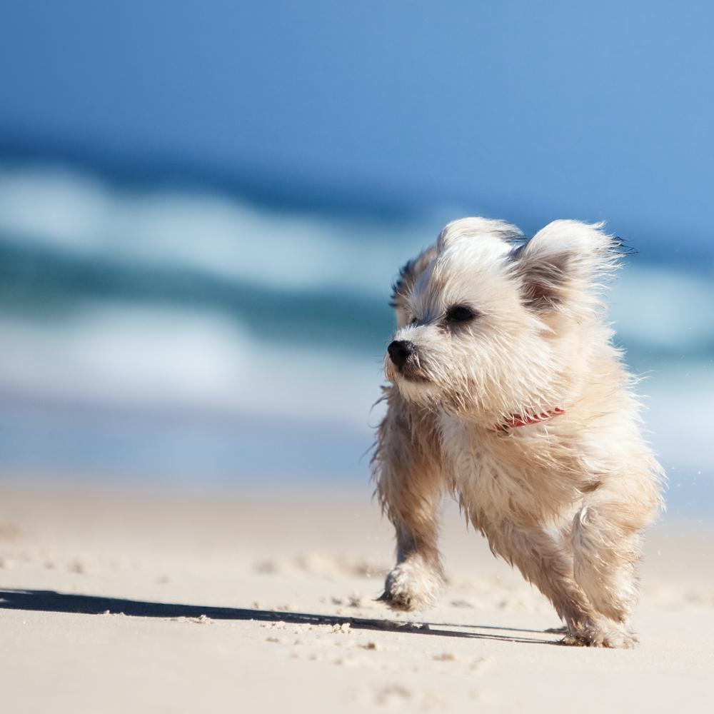Small cute dog running on a white sandy beach