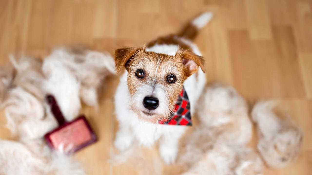 Cute golden dog laying on a bed