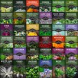 36 Packets of Medicinal Herb Seeds