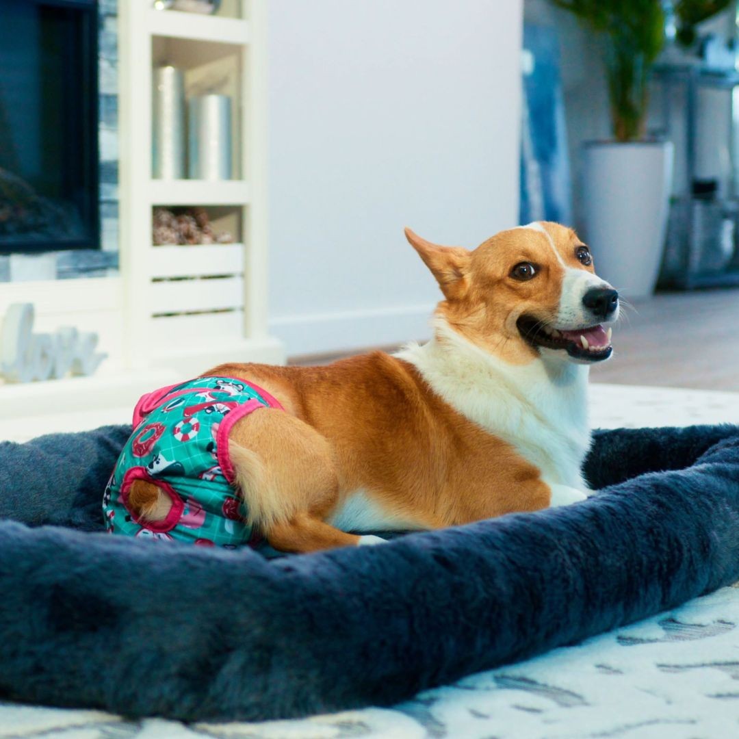 Corgi lying on a bed wearing a dog diaper
