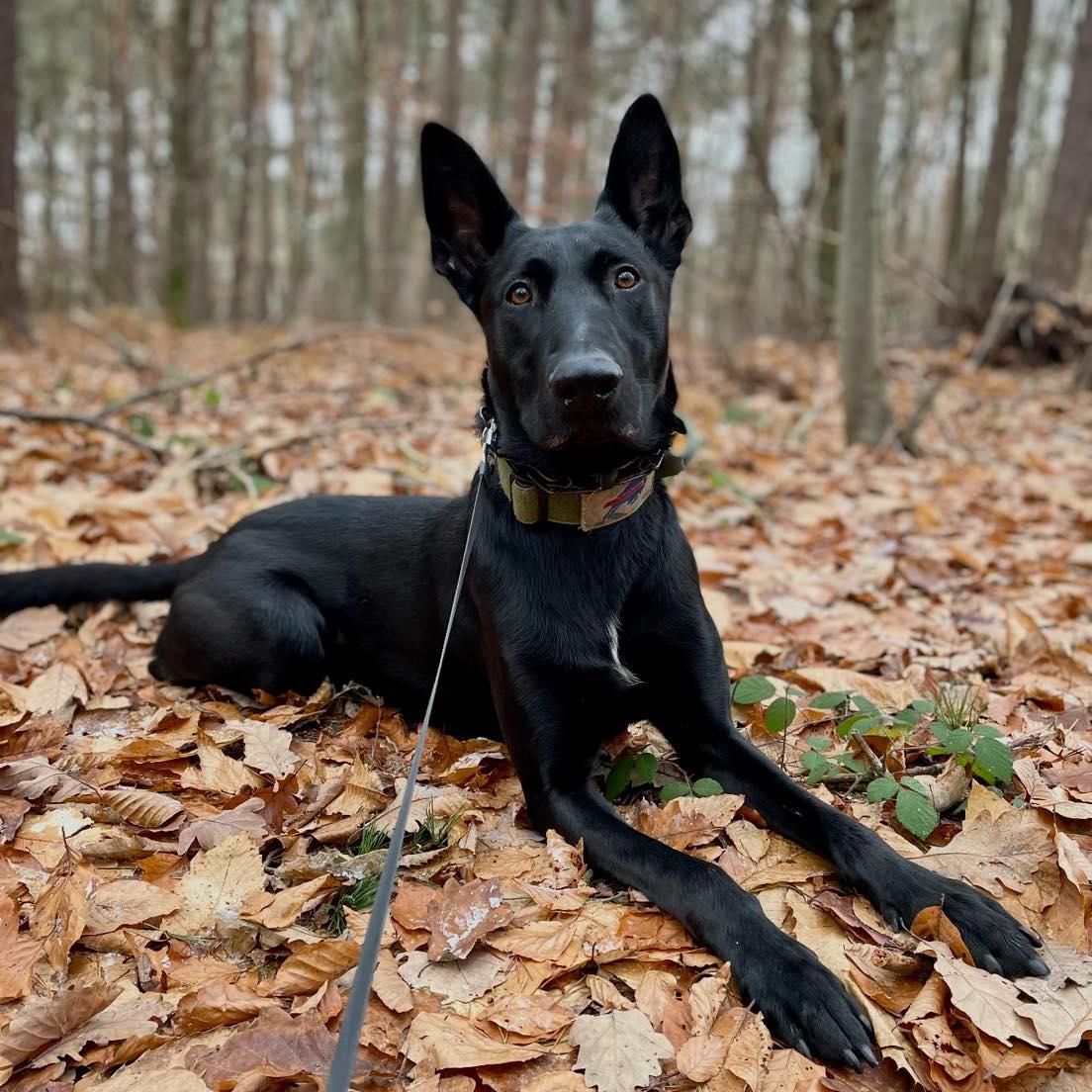 MWD Bberik