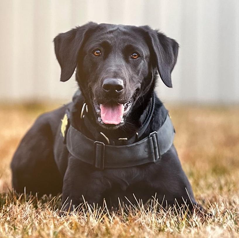 k9 elise in the grass