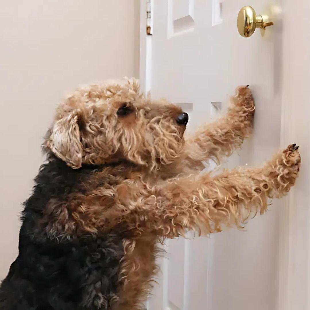 Dog putting paws on door