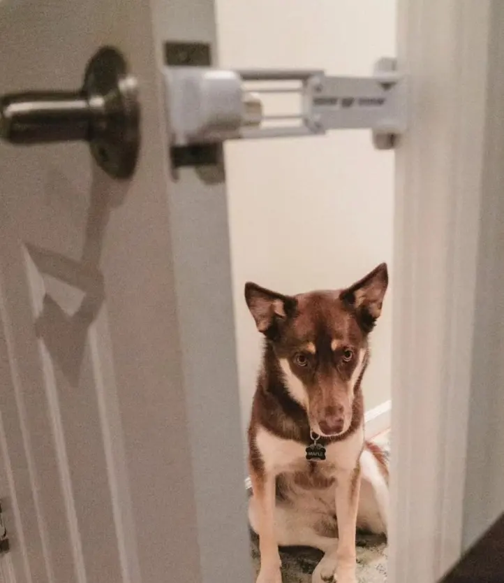 A dog sitting in the doorway of a room, with a door prop partially open behind it.