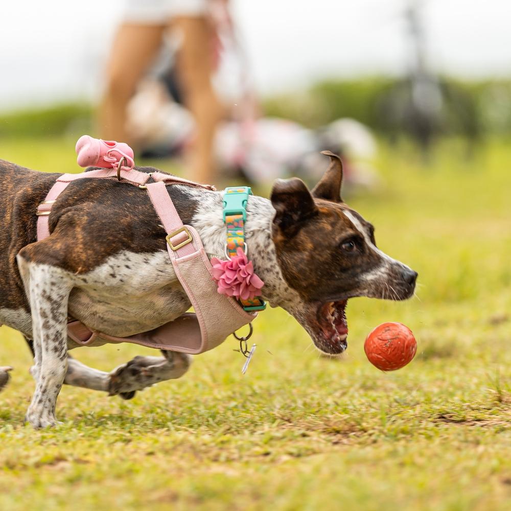welsh corgi running on the green grass