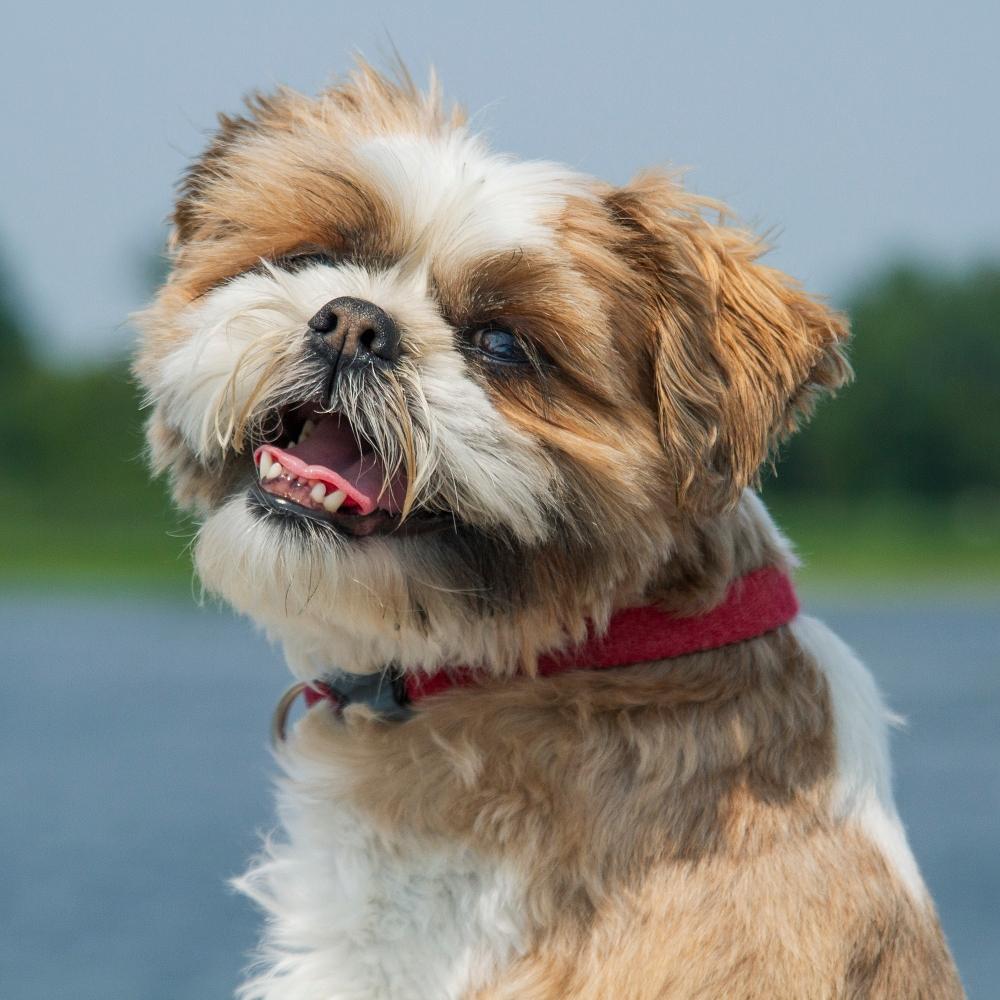 Shih Tzu