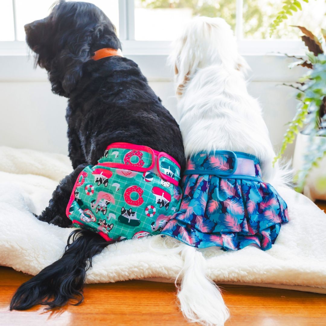Two dogs wearing a doggy diaper and doggy skirt diaper