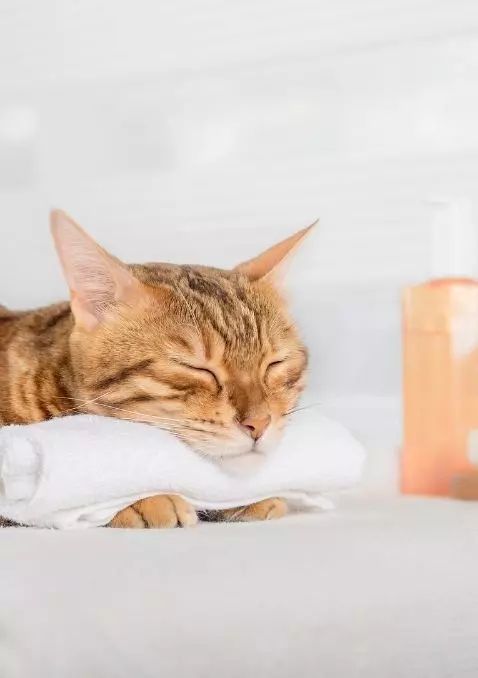 adopting a cat checklist