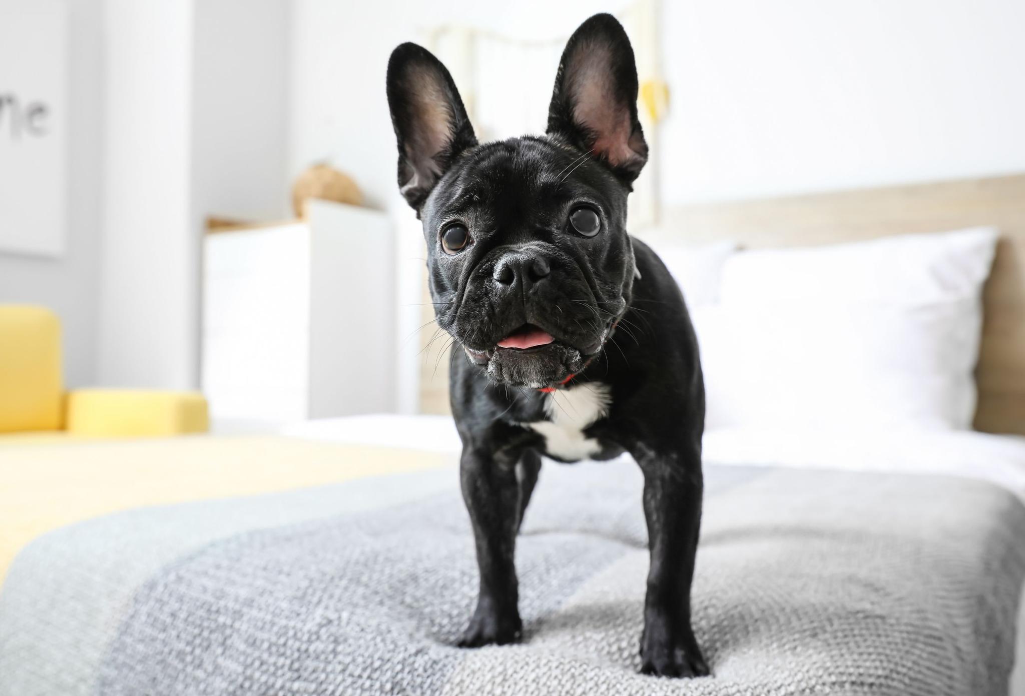 Why does dog pee on my bed and How to Stop It Potty Buddy Potty Buddy™