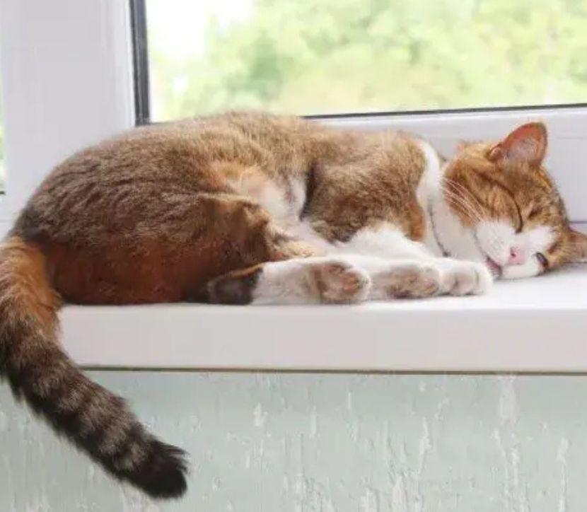 a cat sleeping on a couch