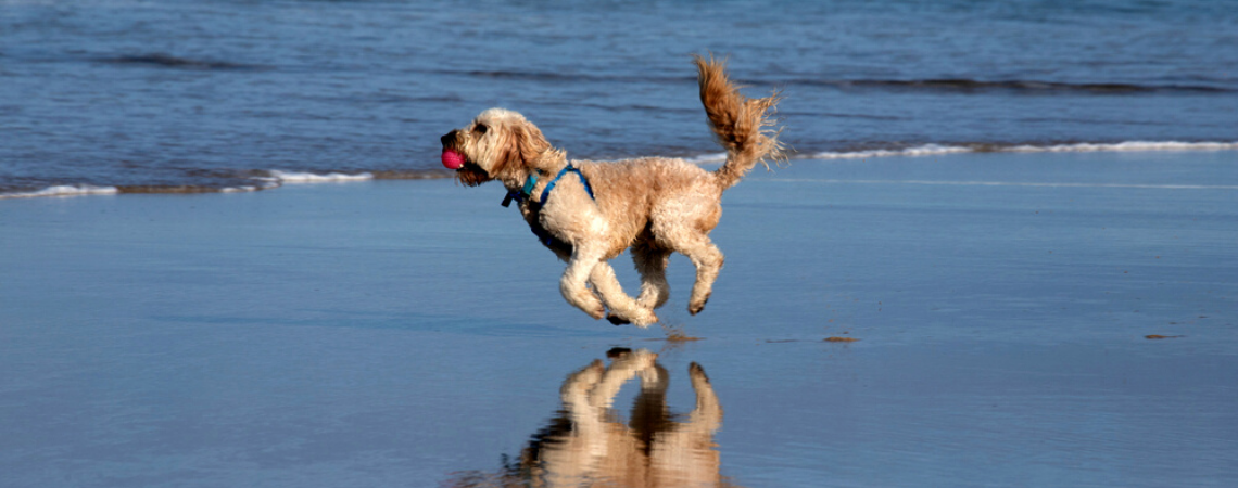 DOG RUNNING ON THE BEACH 