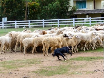 Selvita Canine Dog Herding Canine