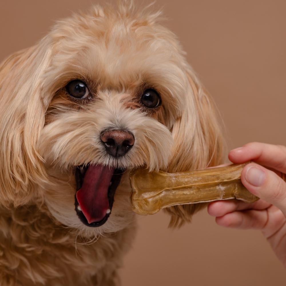 A girl feeds a Maltipoo puppy a bone