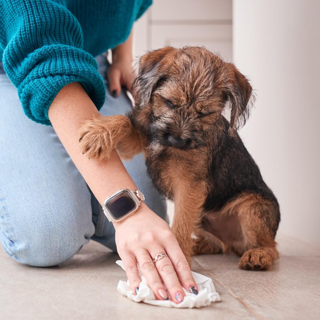 Close Up Of Female Owner Cleaning Up Whilst Toilet Or House Training Border Terrier Puppy At Home See less