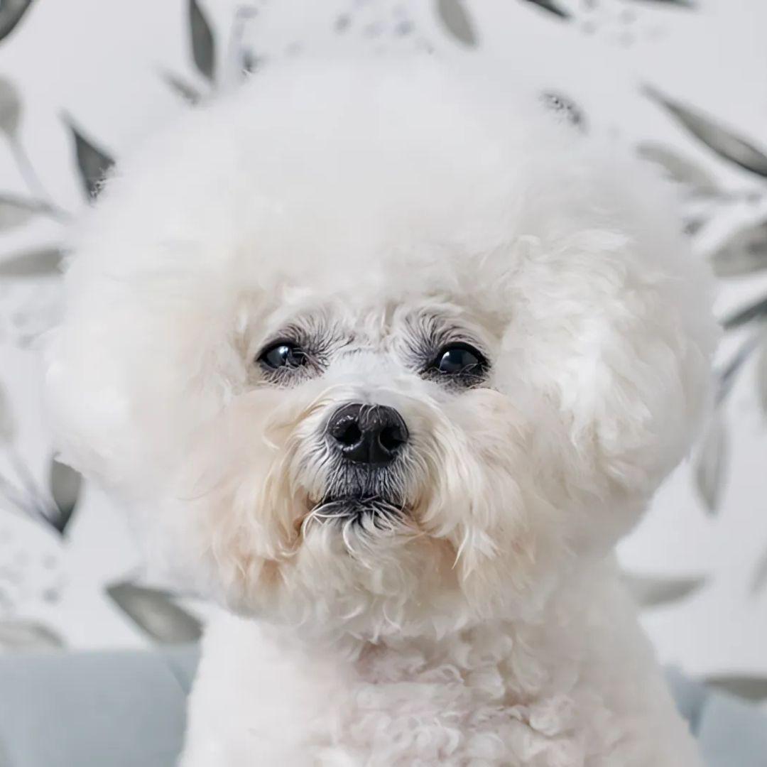 Bichon Frise puppy with eye issue