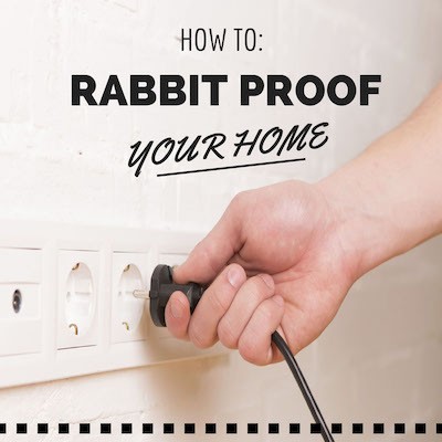 rabbit proofing your home