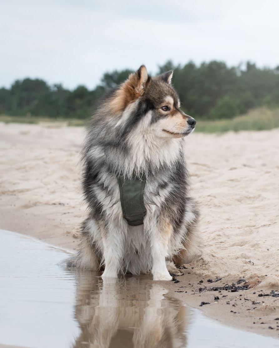 Finnish Lapphund