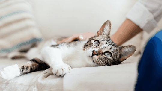 10 Cat-Expert Approved Ways to Make your Cat Happy – Door Buddy