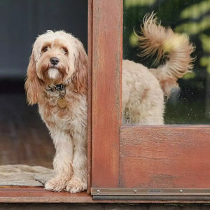 How Long Can Dogs Hold Their Pee?