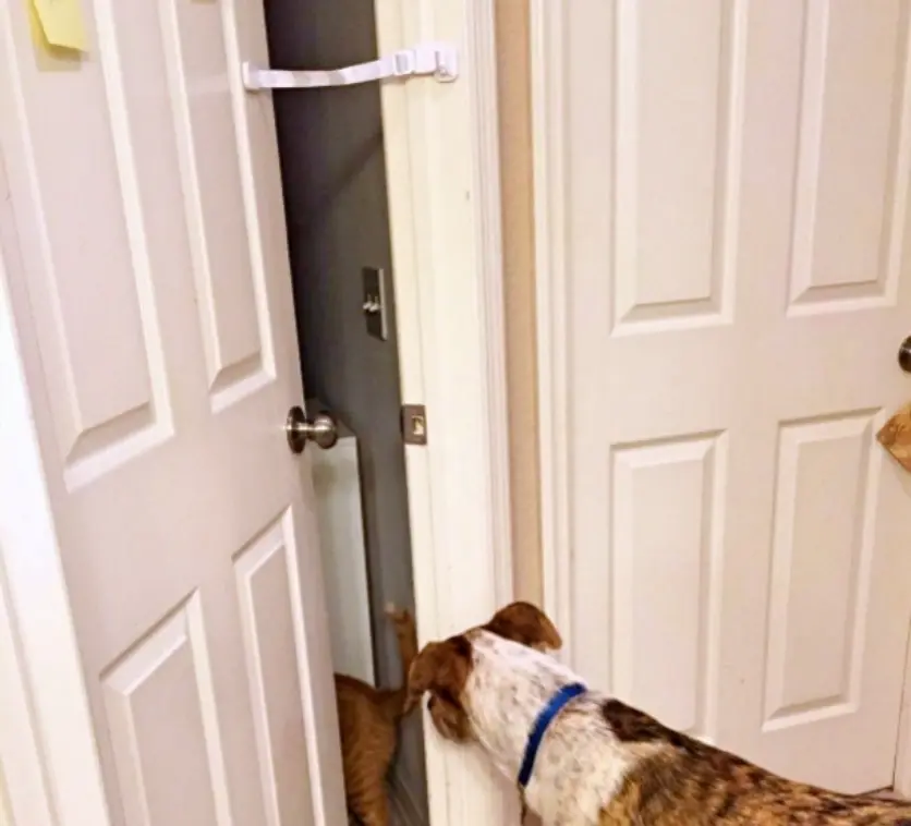 Door Buddy Door Strap blocking access to dog