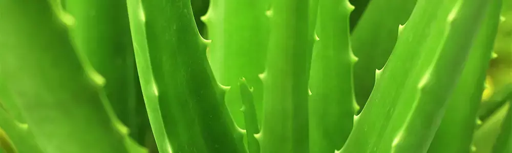aloe vera gel extract