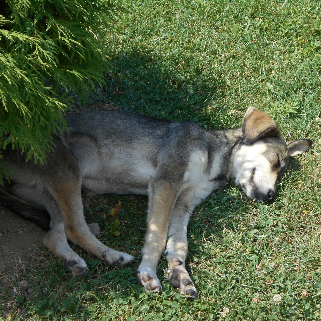 Puppy asleep in shade