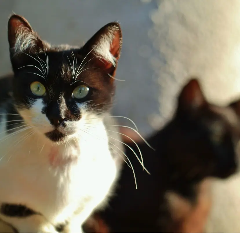 Two black and white cats facing the camera, displaying their unique patterns and attentive looks.