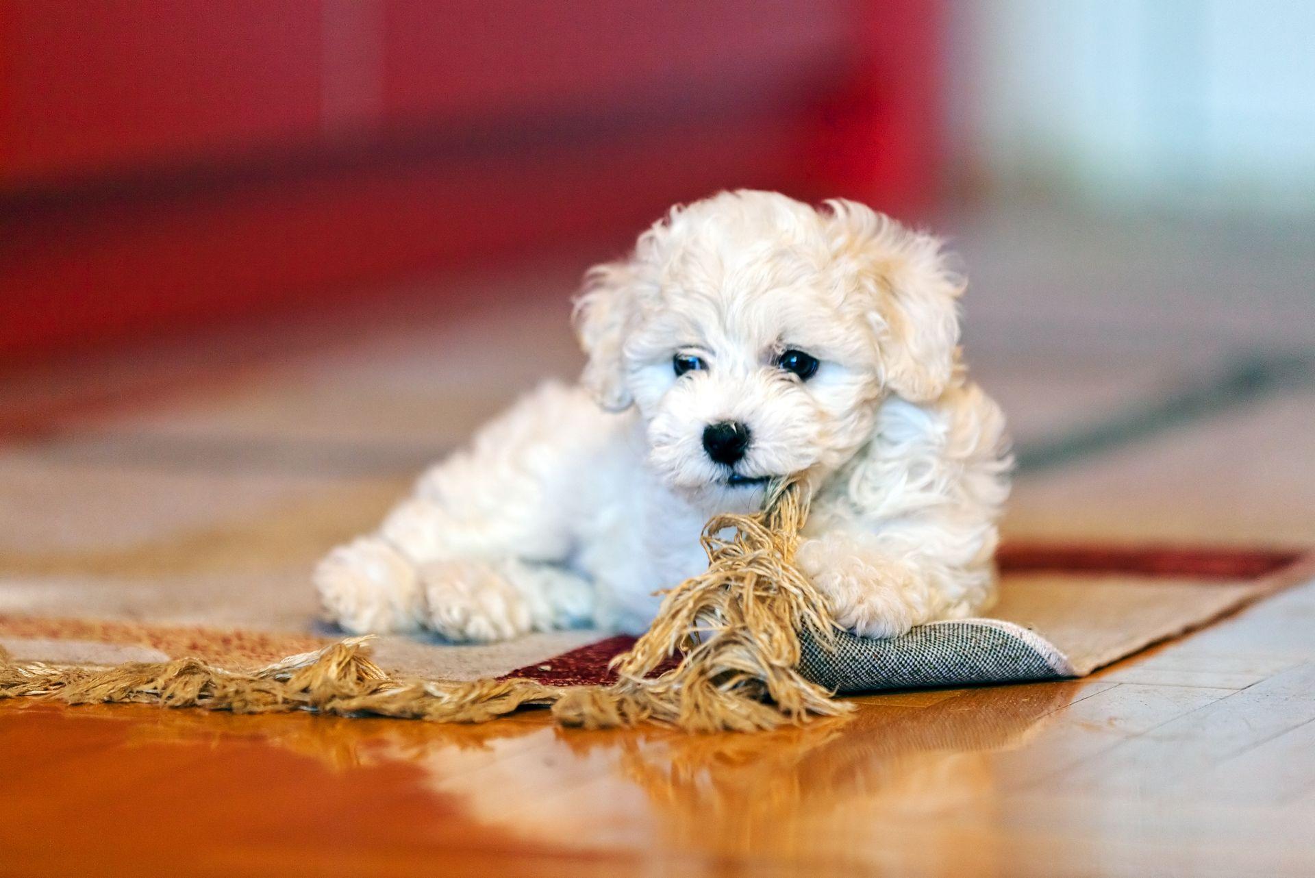 bichon frise sitting on carpet