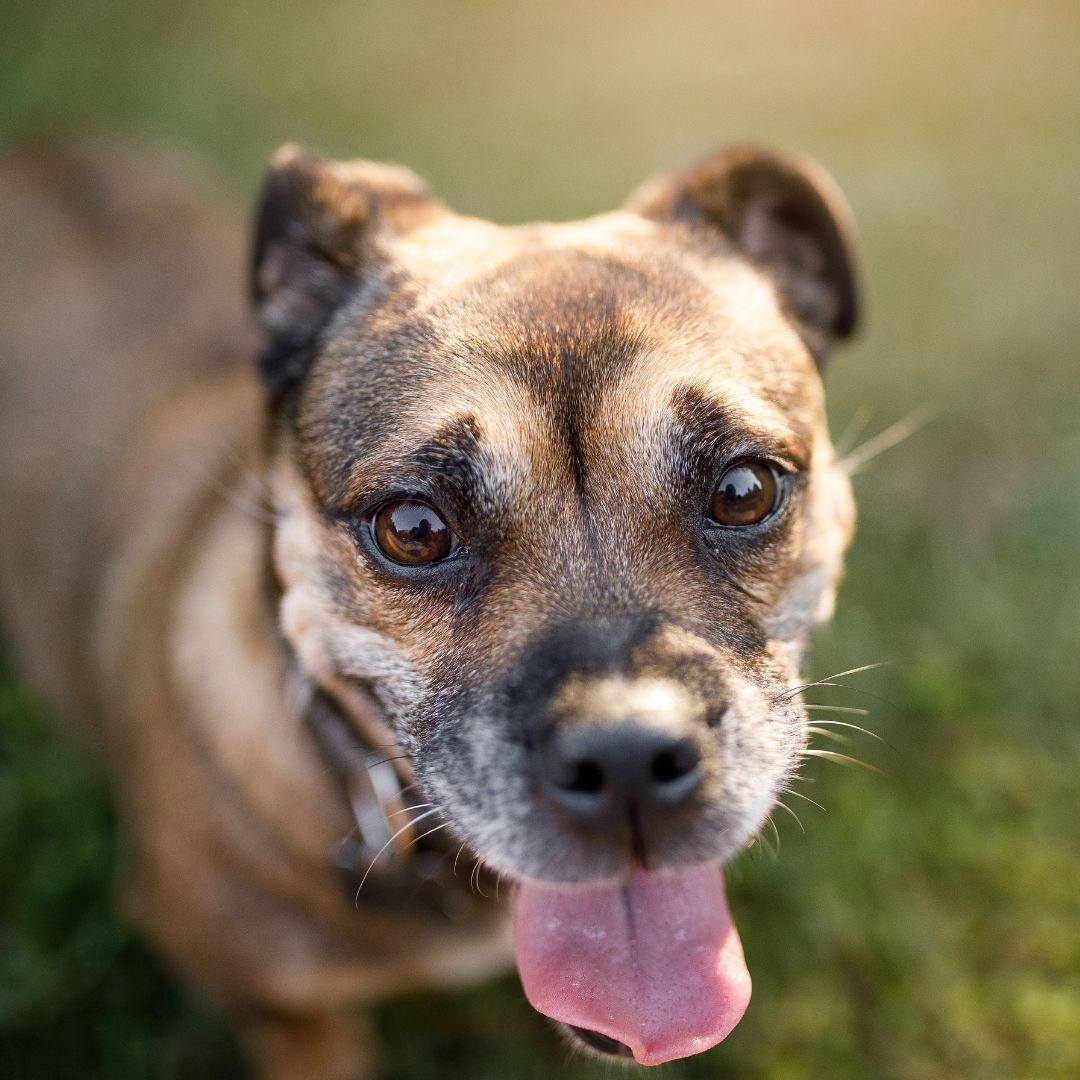 Dog sticking out the tongue