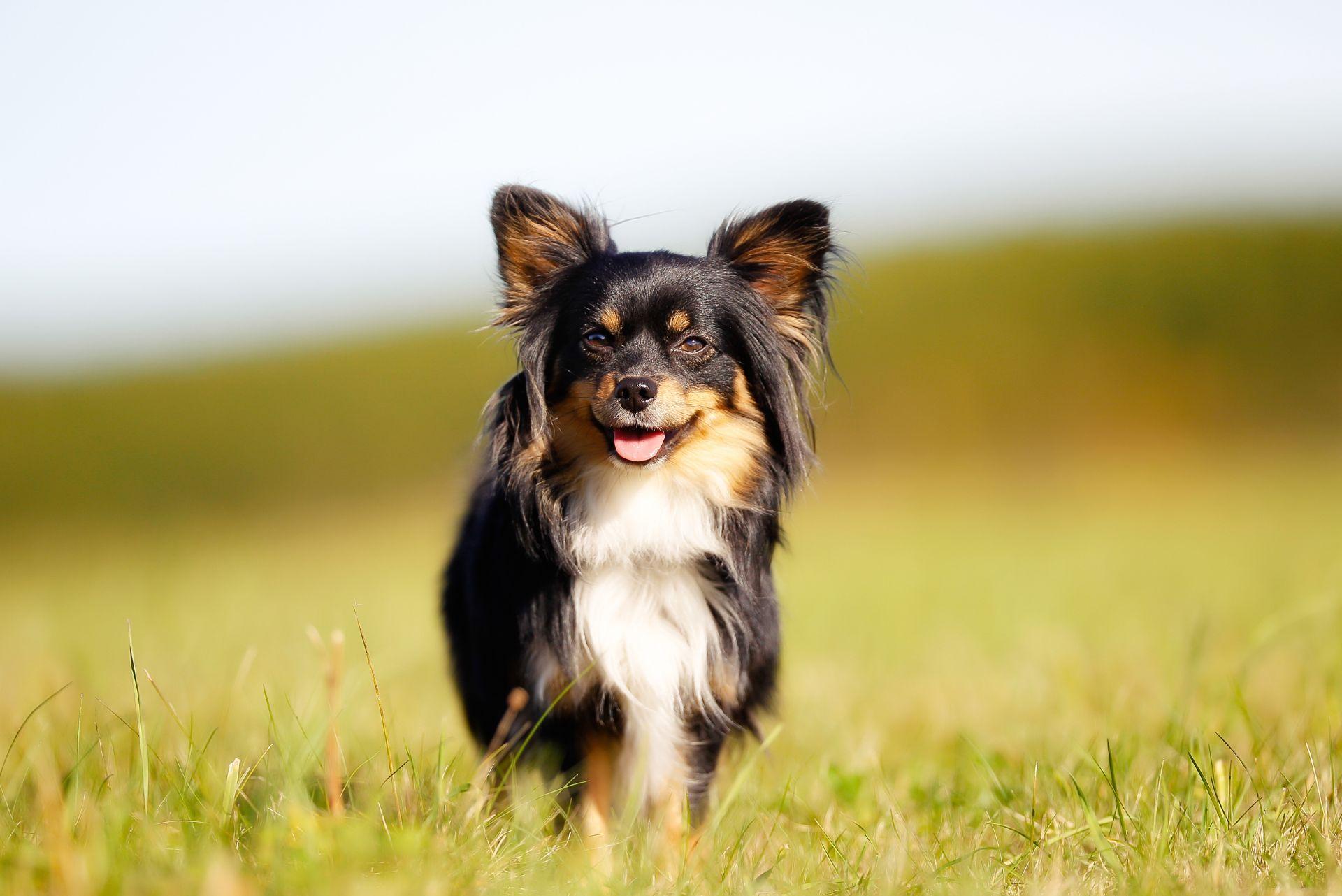 Chihuahua in field