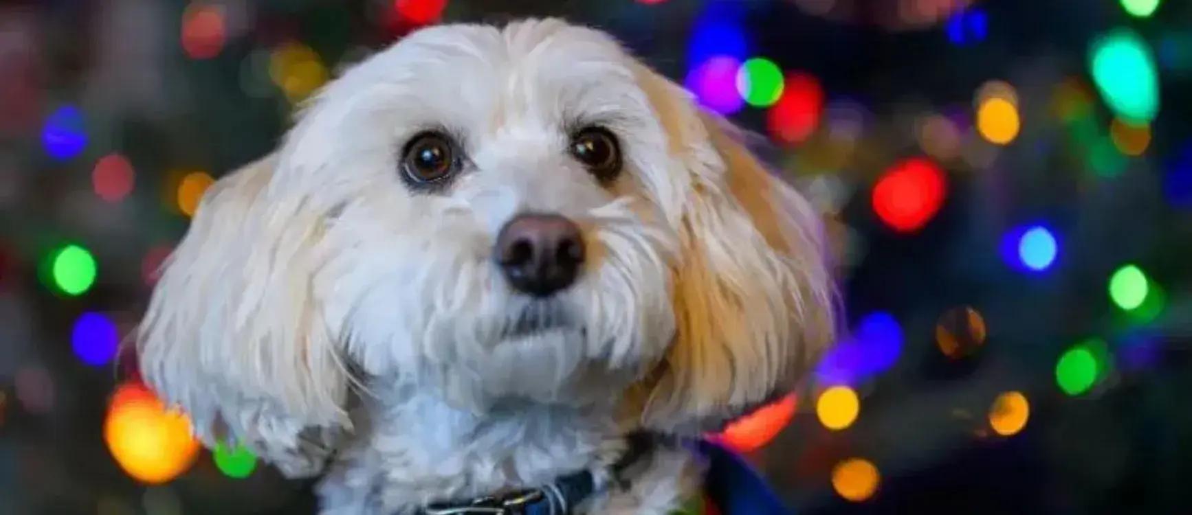 A white dog sits in front of a decorated Christmas tree, surrounded by festive ornaments and lights.