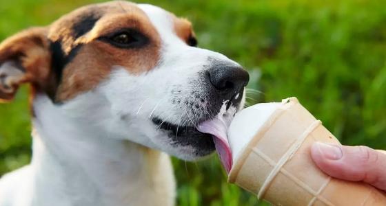 Can Dogs Eat Ice Cream? Is It Safe or Harmful For Your Dog?