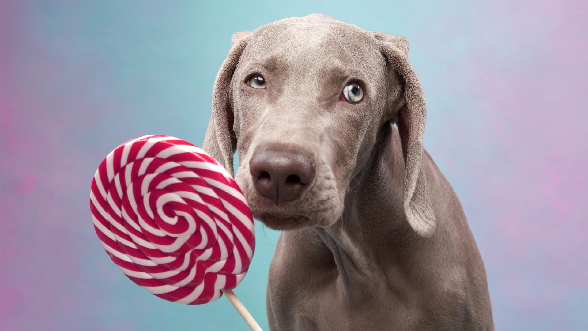 Dog with lollipop