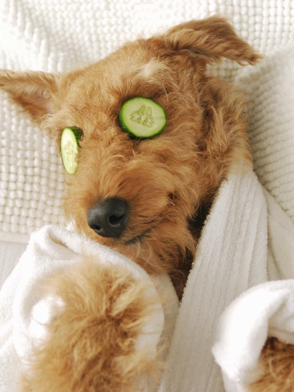 Dog lying down on bed