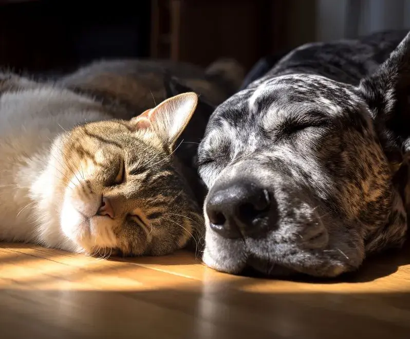 A cat and dog peacefully lying together on a floor, showcasing their companionship and relaxation.