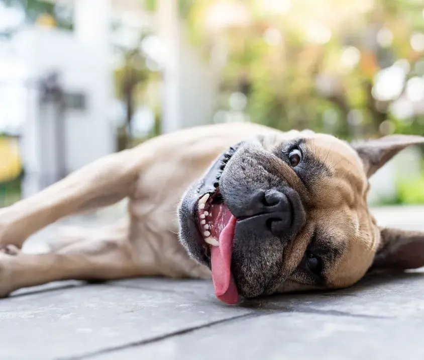 A dog lying on the ground with its tongue out, showing signs of heatstroke and distress.